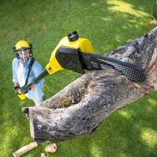 Best Tree Trimming and Pruning  in Pinconning, MI