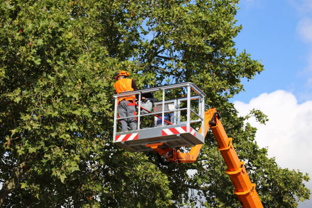 Best Weed Control  in Pinconning, MI